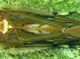 Erwachsene  Scaphoideus titanus: Länge etwa 4–5 mm,
rotbraune Grundfärbung mit typischer Musterung.