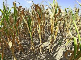 Vielerorts leiden die Maisbestnde erheblich unter der anhaltenden Trockenheit. Gravierende Ertragseinbrche sind zu erwarten. 