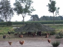 Mit dem Tarnnetz als Struktur- und Schutzelement trauen sich die Hühner auch in die stallfernen Bereiche.