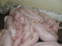 An ASP erkrankte Schweine zeigen hohes Fieber sowie reduzierte Futteraufnahme und suchen Wrmequellen auf. 