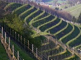 Die reizvollen Reblandschaften Badens erhalten sich nicht von alleine: Es ist eine Daueraufgabe des Badischen Weinbauverbandes, die Politik darauf hinzuweisen.