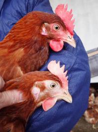 Die Henne unten mit dem  blassen Kamm geht entweder nicht ins Freie oder hat eventuell  Würmer oder Blutentzug durch Milben.