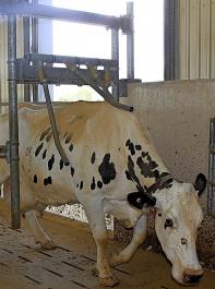 Hier betritt eine Kuh auf dem Betrieb O'Connor den  speziellen Wartebereich fr nicht gemolkene Khe durch das Fingergatter.
