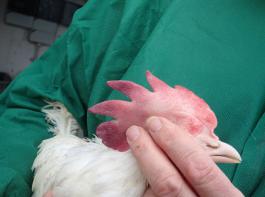  Der bläulich-blasse Kamm dieser Henne zeigt an,
 dass mit dem Tier etwas nicht in Ordnung ist.