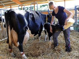 Beim Einsatz von gesextem Sperma  werden deutlich weniger Khe in einer Herde fr die eigene Nachzucht bentigt.