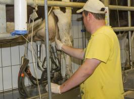 Neben der Melkstandsbauart und den betrieblichen Bedingungen beeinflusst vor allem  die technische Ausstattung des  Melkstandes den Melkaufwand pro Kuh.