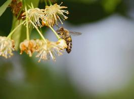 Die EU-Agrarminister unterstützten eine Initiative Sloweniens, den 20. Mai zum Welttag der Honigbiene auszurufen. 