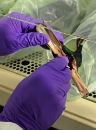 Kadaver einer Stockente wird auf Vogelgrippe-Erreger untersucht. 