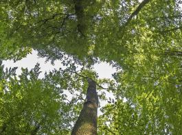 Vorbildlich: Die nachhaltige Bewirtschaftung der Waldbestnde in Deutschland.