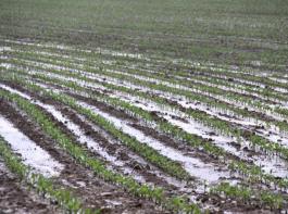 Land unter in Mais nach  heftigen Regenfllen 