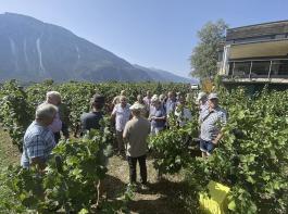 Umrahmt von der Alpenkulisse wird im Wallis Weinbau betrieben. 