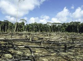 Abgeholzter Regenwald in Brasilien