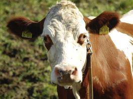 Die Zahl der Rinder in Baden-Wrttemberg soll laut dem Bericht bis 2030 um 20 % im Vergleich zu 2019 zurckgehen, gleichzeitig soll die Stickstoffdngung um 27 % eingeschrnkt werden.