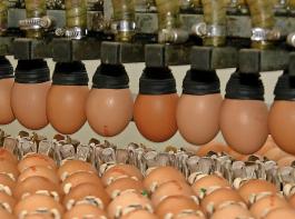 Die weitaus meisten Eier, die in Deutschland ein-
gefhrt werden, kommen aus den Niederlanden.