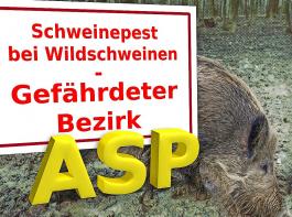 Werden  aufgrund eines ASP-Ausbruchs bei  Wildschweinen  seitens der Behrden  Nutzungsbeschrnkungen fr  land- und forstwirtschaftliche Flchen angeordnet, so  sind  staatliche Entschdigungen mglich. 