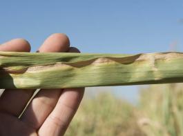 Nicht nur dem Mais ist es dieses Jahr vielerorts zu trocken.