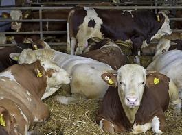 Stehen geeignete, günstige Stallplätze zur Verfügung, ist die  Bullenmast für einige biologisch wirtschaftende Milchviehbetriebe eine sinnvolle Option. Dabei muss die Genetik zur Fütterung passen. 