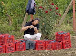 „Ich spre den Wein, ich trume den Wein”, verkndet Val Markov, Grnder des Weinguts Val, des ersten in Bulgarien nach dem Zusammenbruch des Kommunismus.