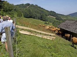 Mittelrahmige, behornte Limousin weiden bei Bernd Müller auf den steilen Schwarzwaldhängen.