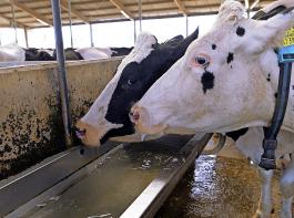Am liebsten trinken Kühe aus offenen Wasserflächen, in die sie ihr Maul einige Zentimeter tief eintauchen können.