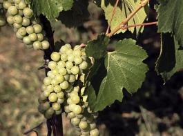 Chardonnay wird mittlerweile in Deutschland auf knapp 1900 Hektar angebaut. 