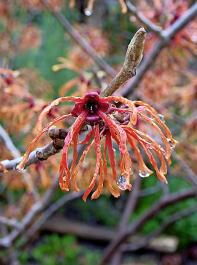 Die Zaubernuss, Hamamelis x intermedia ‚Jelena‘, überzeugt ab Herbst durch ihre prächtige Herbstfärbung, im Winter erscheinen die duftenden Blüten.