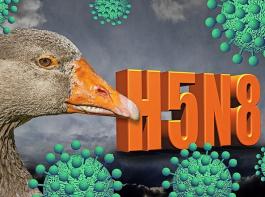 Auch Nordrhein-Westfalen, Sachsen und Bayern melden Fälle von Vogelgrippe bei Wildvögeln.