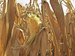 Vom Staat subventionierte Ernteversicherungen bieten  den US-Landwirten  als „Herzstck” des Sicherheitsnetzes die Mglichkeit, sich gegen Ertrags-, Erls- oder Einkommensverluste abzusichern.