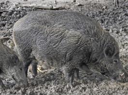 In Litauen wie auch in Polen werden vermehrt Wildschweine geschossen, um das bergreifen der Seuche zu verhindern. 
