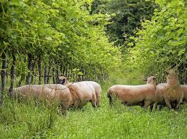 Für die Beweidung werden Schafe der Rasse Shropshire eingesetzt