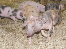 Laut dem Deutschen Bauernverband sollen sich ab Beginn nchsten Jahres die ersten Schweinezucht- und -mastbetriebe nach den Anforderungen der Initiative Tierwohl  auditieren lassen knnen. 