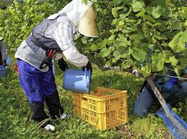 Trotz Mangel an Arbeitskrften wird bei Hokkaido Wine von Hand gelesen, um die Bden zu schonen. 
