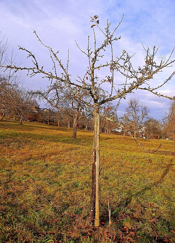 Das Sterben der Streuobstbäume geht weiter - Pflanzenbau