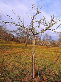 So jung und doch schon ein Greis: Dieser Apfelbaum wurde durch Whlmausfra an seinen Wurzeln so nachhaltig geschdigt, dass aus ihm kein vitaler Hochstamm mehr werden kann. 