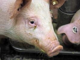 „Wir werden weniger Schweine haben; wir brauchen Vernderungen in der Tierhaltung”, betonte ein Vertreter des Bundeslandwirtschaftsministeriums beim Veredlungstag des DBV.