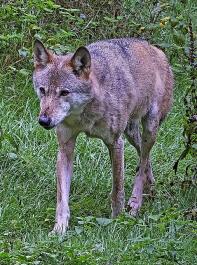Die Landesregierung geht momentan von drei  Wolfsrden aus, die sich in Baden-Wrttemberg aufhalten.