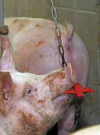 Die Regelungen gelten zunchst nur fr Mastschweine. Sie sollen aber auf Ferkel und Sauen sowie auf weitere Tierarten und Verkaufswege ausgeweitet werden.