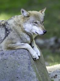 Bis dato führen Wölfe in Deutschland ein entspanntes Leben, zum Leidwesen der Weidetierhalter.