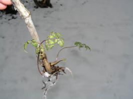 An der Basis 
dieser abgestorbenen Mutter-Kerbelpflanze bilden sich  
neue Triebe, 
die zu Pflanzen heranwachsen knnen. 