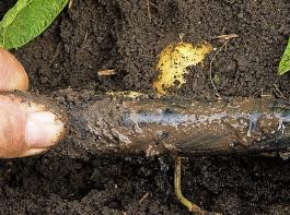 Freigelegtes Rohr mit Tropfelement in einem Kartoffelschlag. Das Tropfrohr liegt in einer Tiefe von 5 bis 7 cm unterhalb der Dammkrone.   
