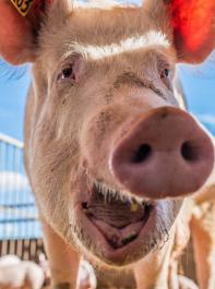 Angesichts der jngsten Medienberichte ber Missstnde in Schweinestllen stellte Bundeslandwirtschaftsminister Christian Schmidt klar, dass Tierschutzverste bestraft werden mssten. Er warnte jedoch davor, die „Tierhalter pauschal unter Verdacht” zu stellen.