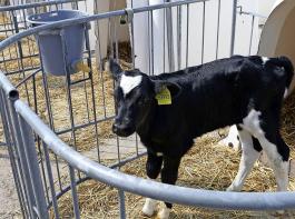 Die Preise für Holstein-Nutzkälber werden durch den zum Erliegen gekommenen Spanien-Export zusätzlich nach unten gedrückt.