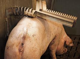 Julia Klckners Plne fr ein freiwilliges staatliches Tierwohllabel stoen dem Deutschen Bauernverband gerade sehr sauer auf.