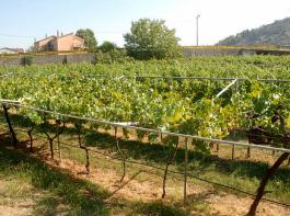 enta Vucinic, ein kleines Weingut, das vor zehn Jahren unweit der Hauptstadt gegrndet wurde, produziert in erster Linie Rotwein, weil das Klima fr Weiwein nicht passt.