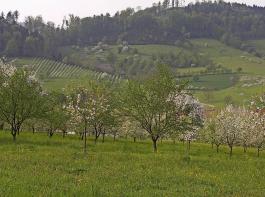 Kleinere Obstbaubetriebe helfen mit, das schöne Landschaftsbild in der Ortenau zu erhalten, argumentieren die Kritiker des Ausstiegs.