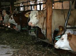 Wege aus der Anbindehaltung gibt es einige: Mutterkuhhaltung, Rindermast oder Jungviehaufzucht sind drei Beispiele. Die Landwirtschaftsämter beraten bei der Entscheidung.