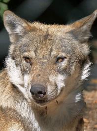 Das Europaparlament hat die EU-Kommission dazu aufgefordert, eine Neubewertung zum Schutzstatus des Wolfes in Angriff zu nehmen.
