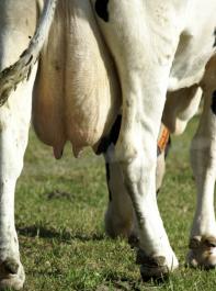 Die Milch steht seit geraumer Zeit ganz vorne als Krisen- und Streitthema in der Landwirtschaft.