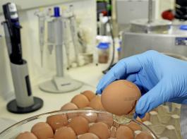 Zur Zeit mssen viele Eier ins Labor. 