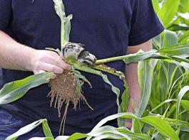 Doppelter Schaden und Totalverlust durch Fritfliegenbefall: Der ehemalige Haupttrieb der Maispflanze wurde vom Maisbeulenbrand infiziert und deformiert, die Not-Seitentriebe wachsen horizontal.